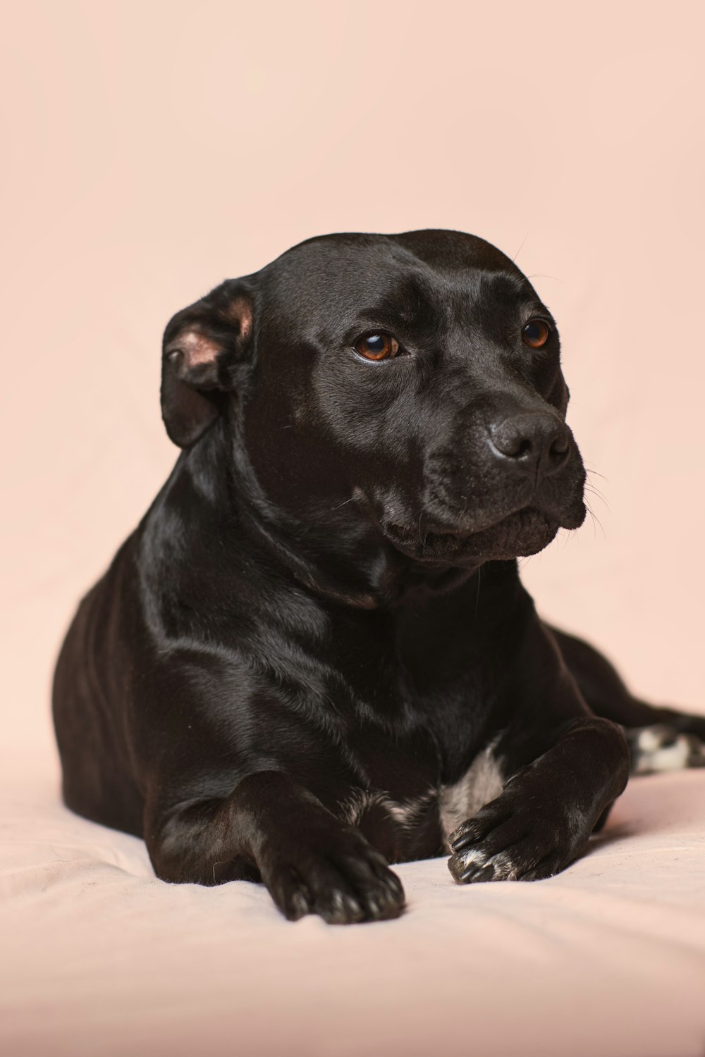 black smooth-coated dog