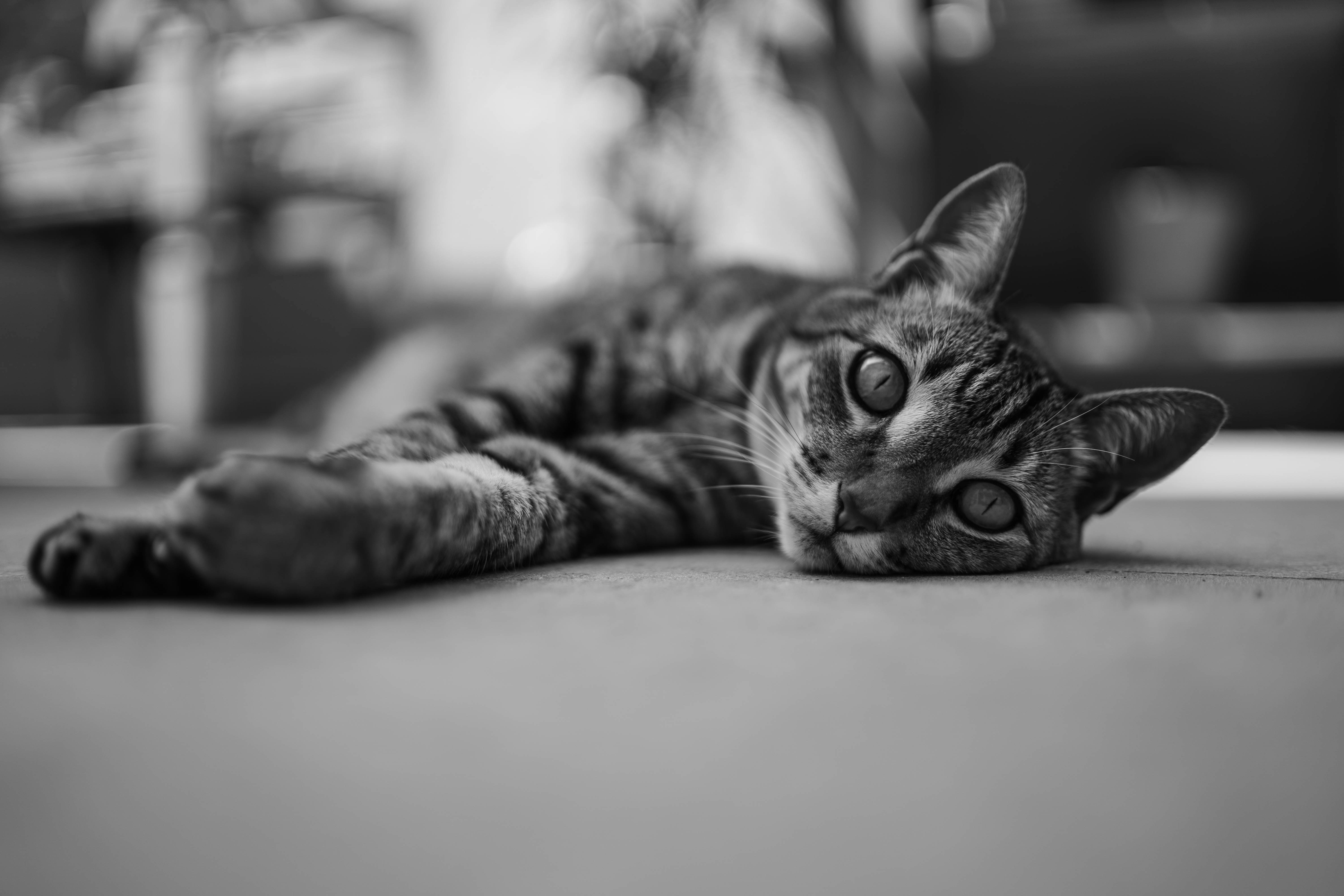 Photo by stratoprado