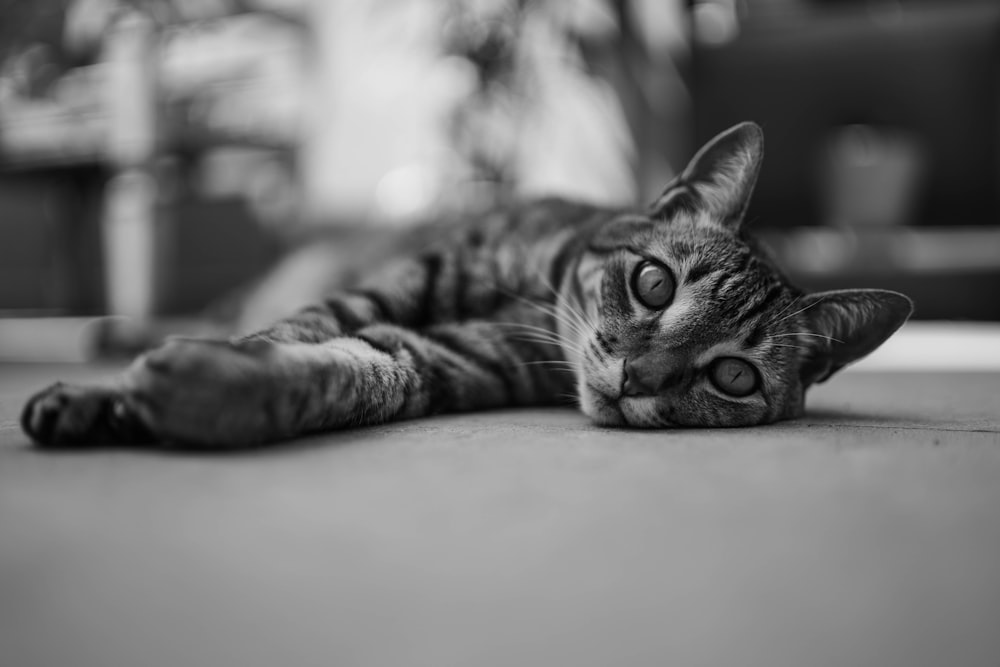 grayscale photo of cat