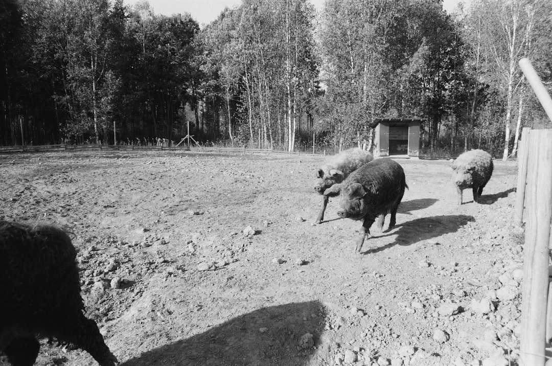 grayscale photo of wild boar