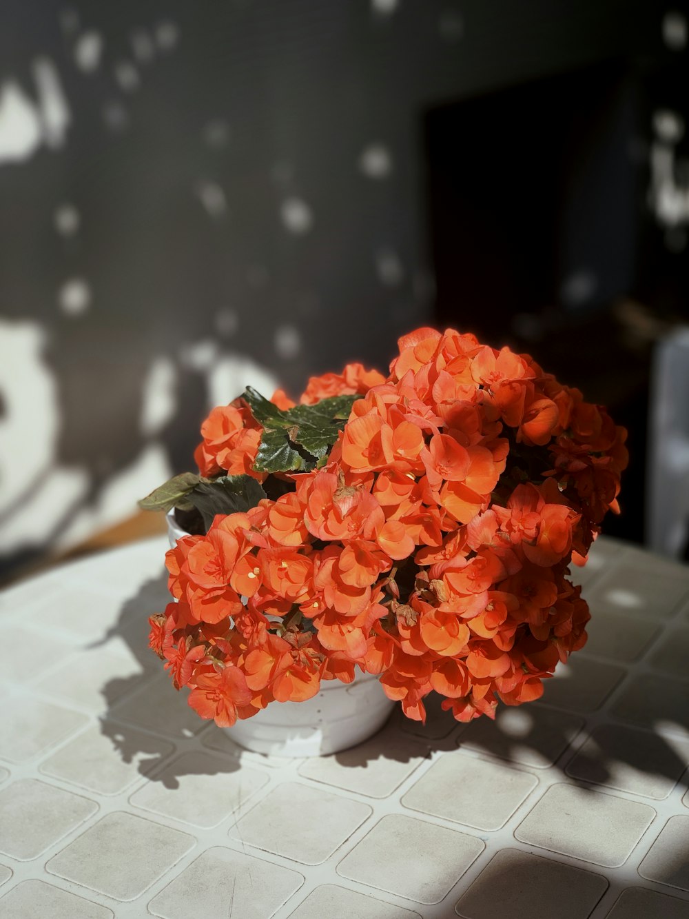 fleur à pétales rouges à l’extérieur pendant la journée