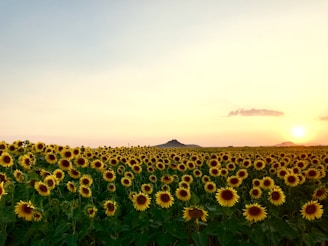 meadow of Sunflower
