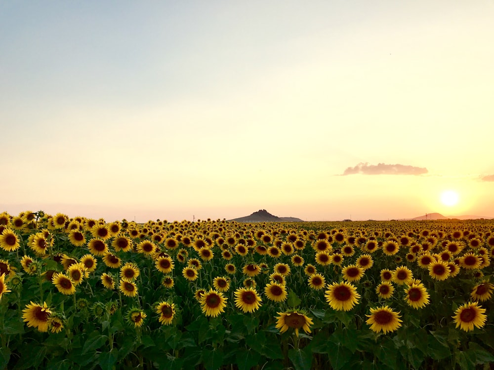 meadow of Sunflower