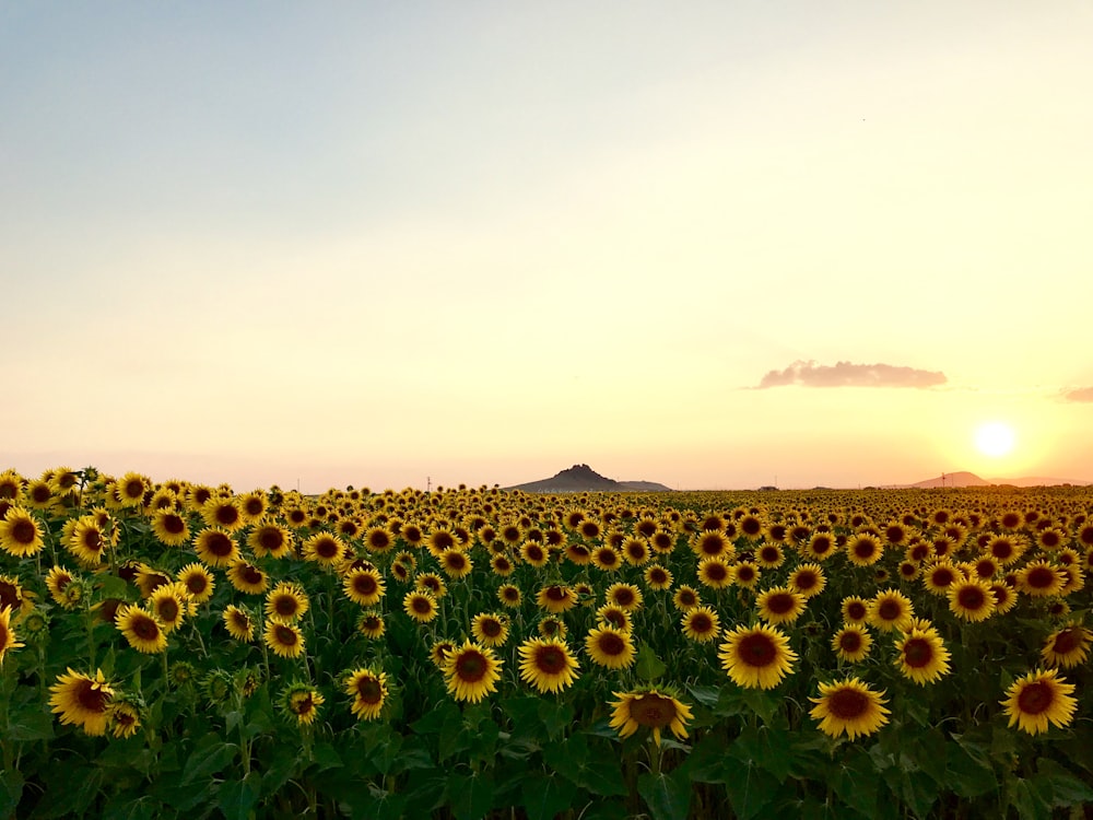 prairie de tournesol