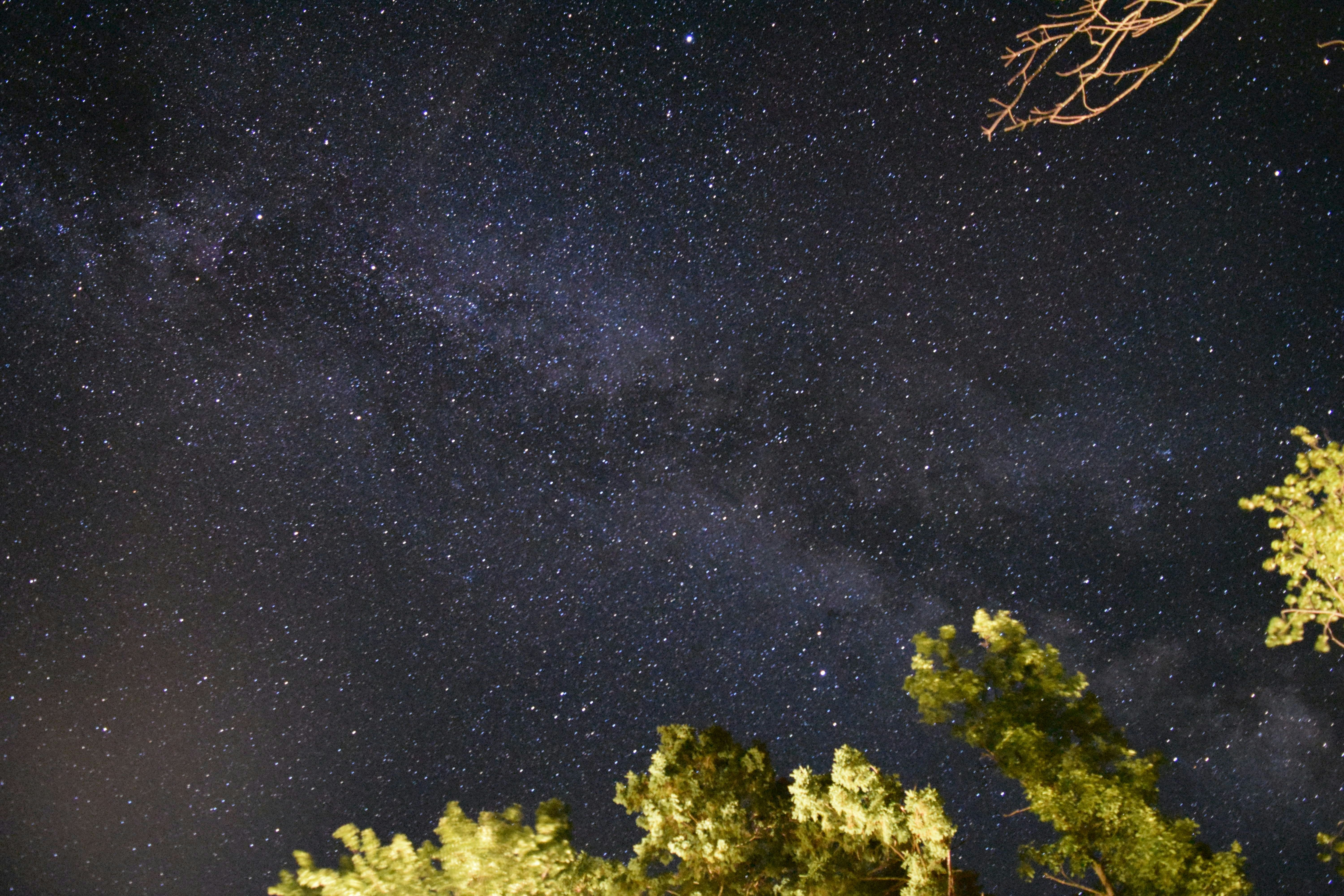 green trees under starry night