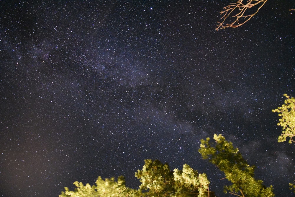 Árvores verdes sob a noite estrelada