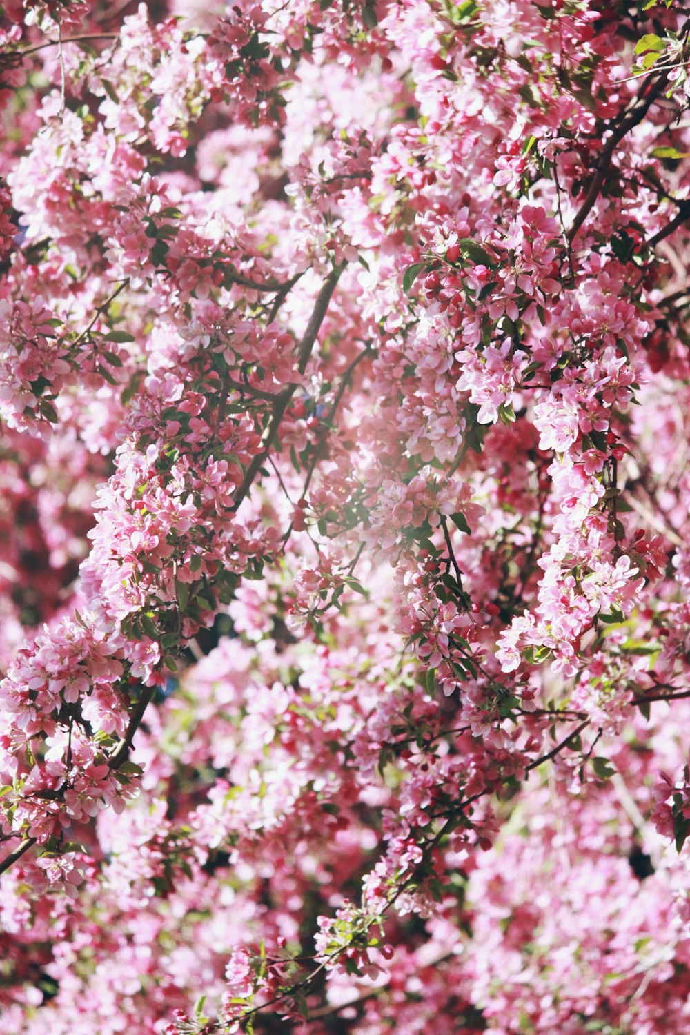 pink flowers