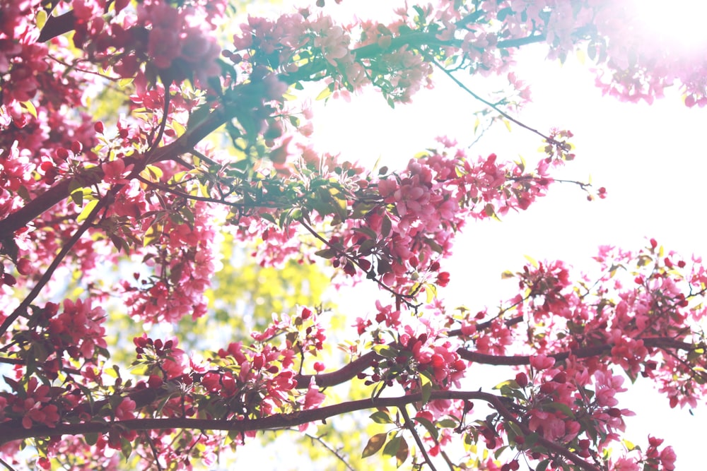 pink cherry blossoms