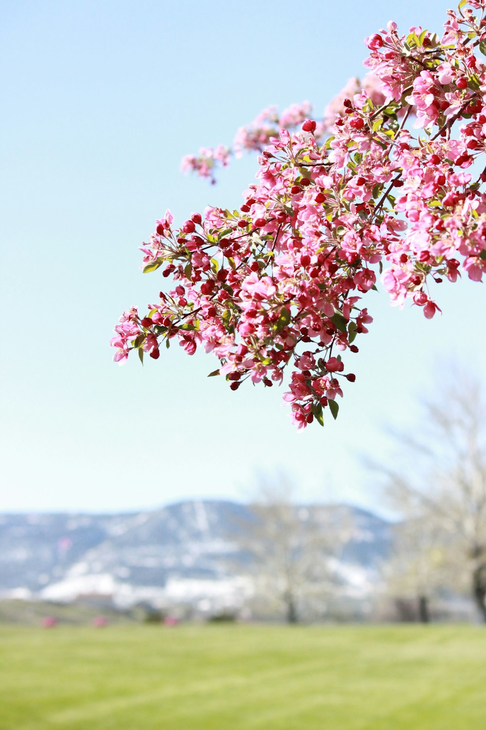 foto de foco raso de flores cor-de-rosa