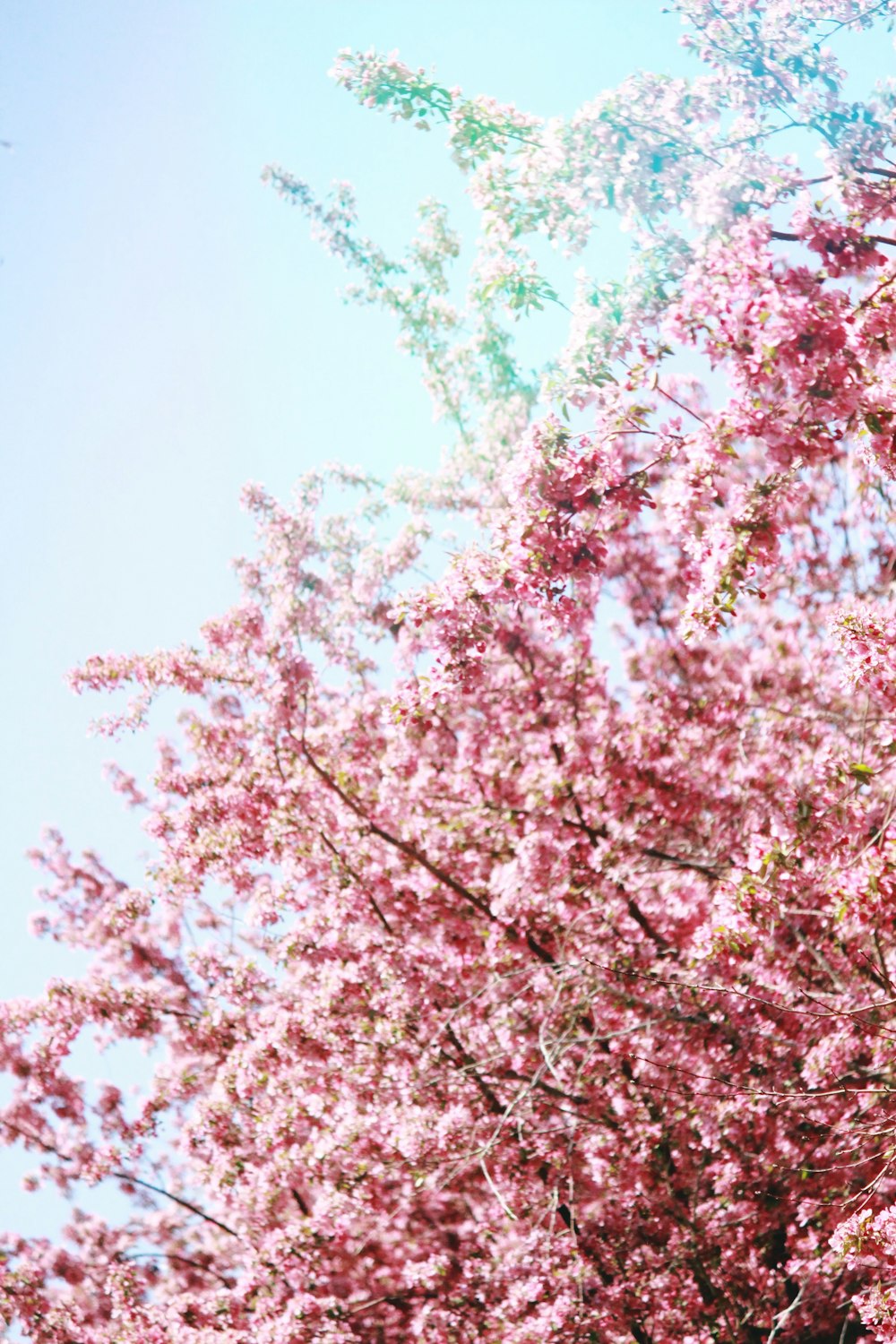 핑크 벚꽃 나무의 얕은 초점 사진