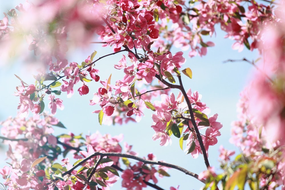 a tree with lots of pink flowers on it