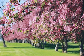 pink cherry blossoms