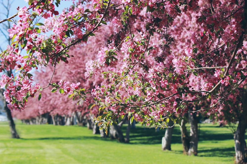 pink cherry blossoms