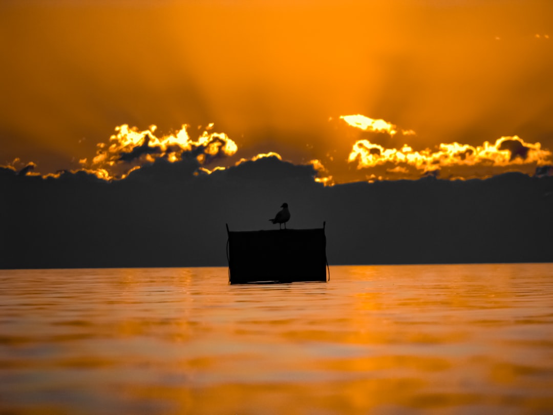 silhouette of bird,