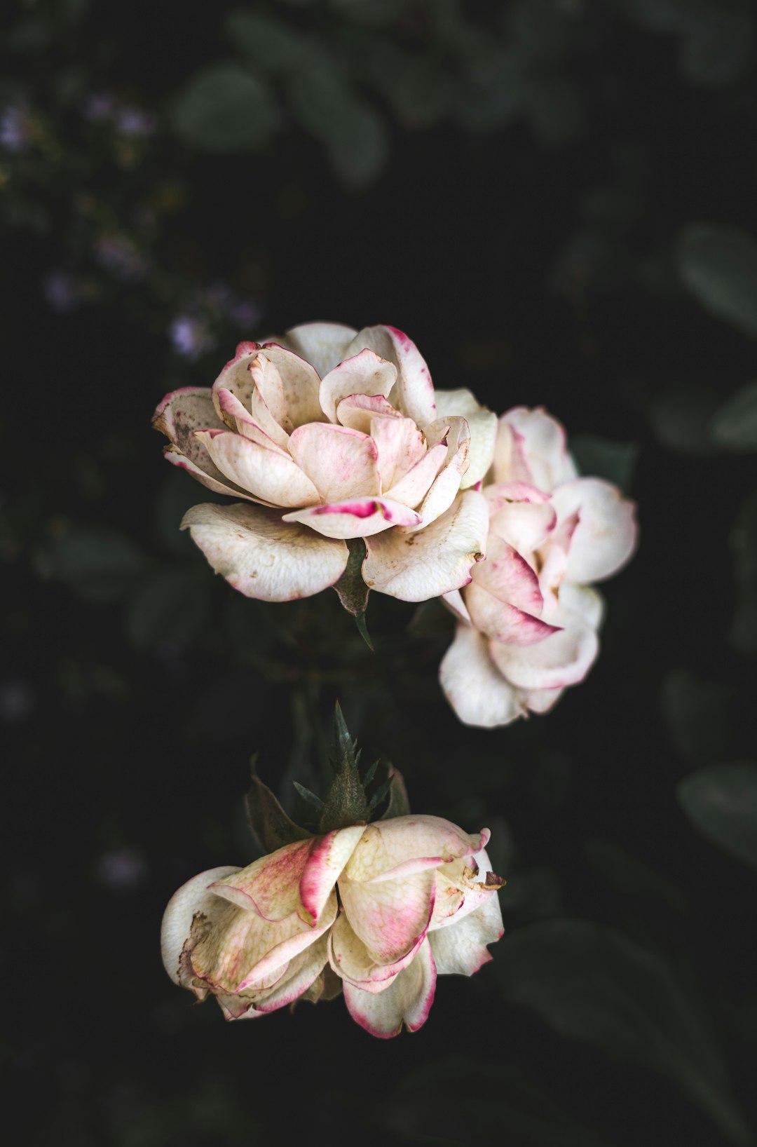 white petaled rose