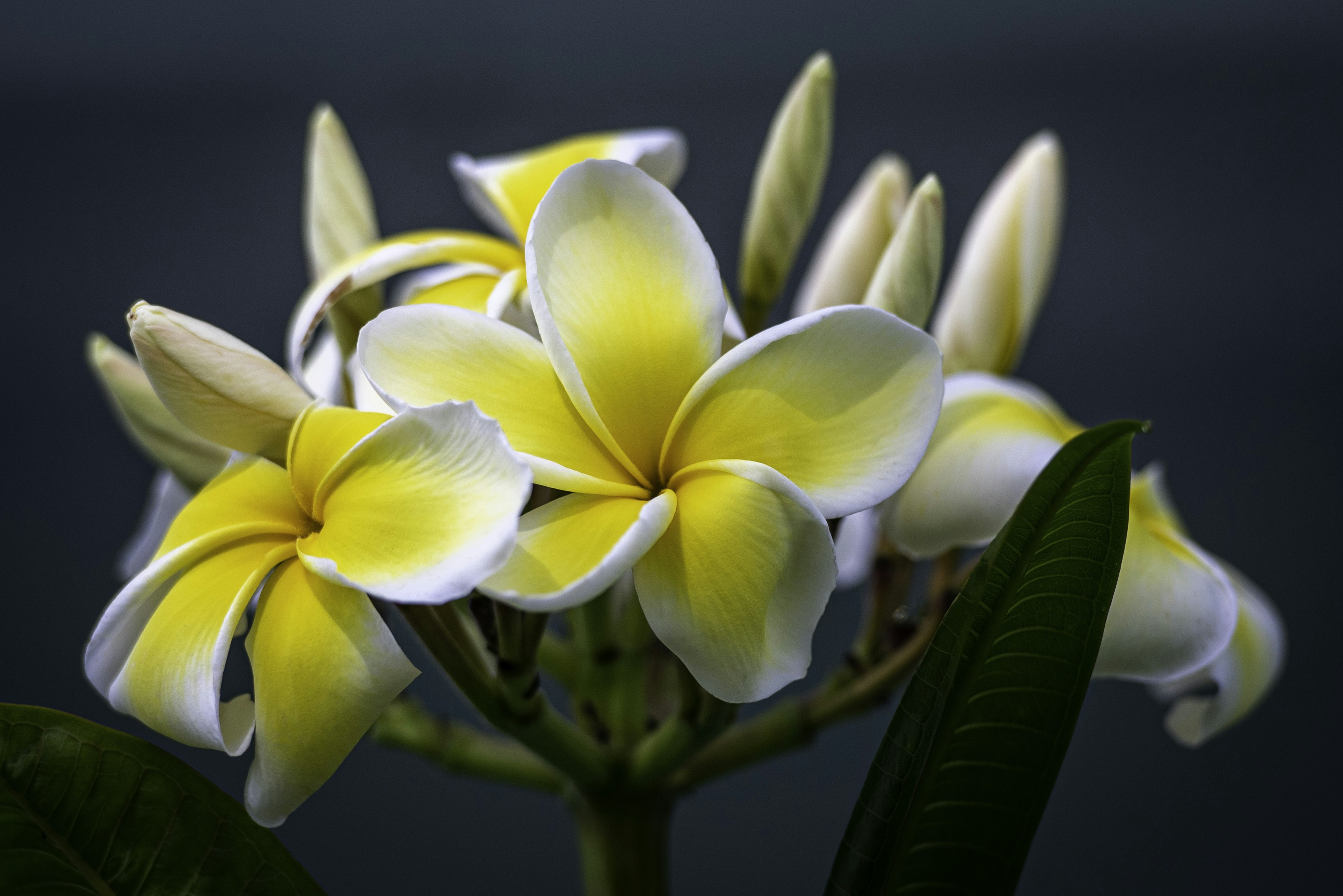 Photo by roxyanne_young