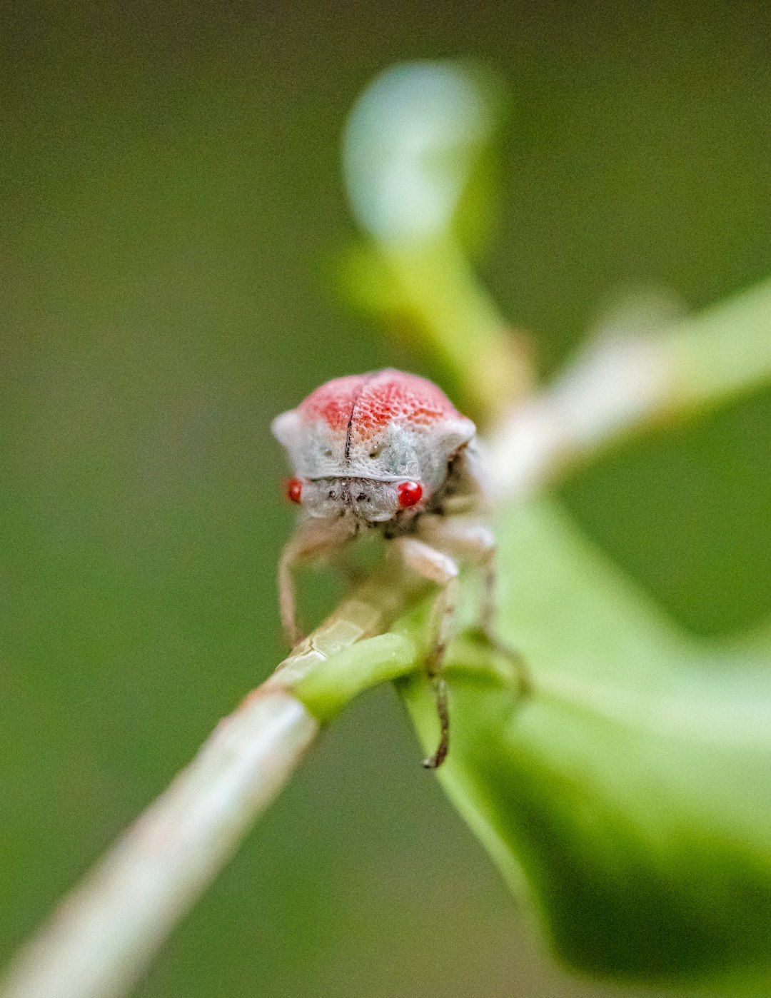 macro photo of red and gray insect