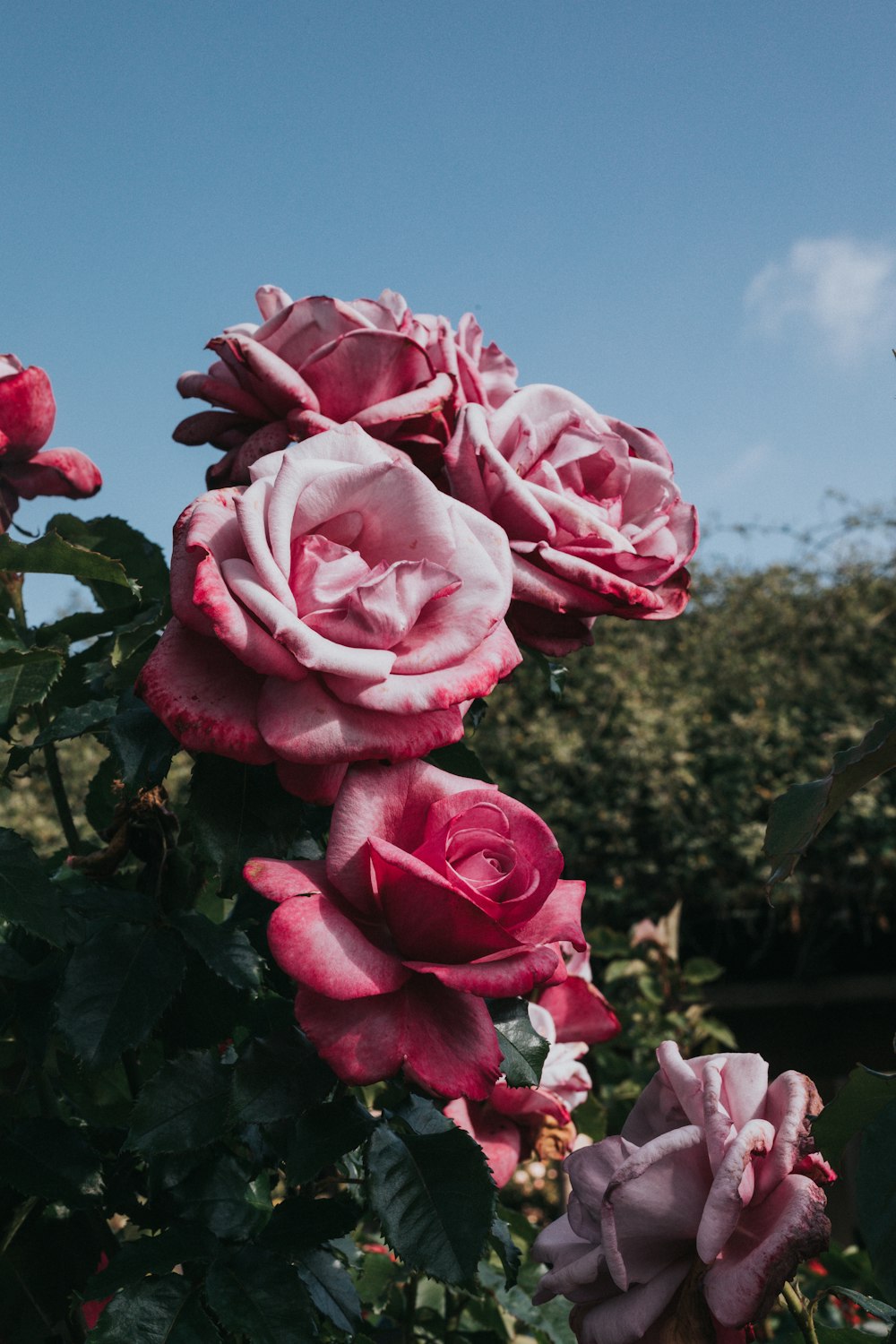 selective-focus photography of pink rose flower