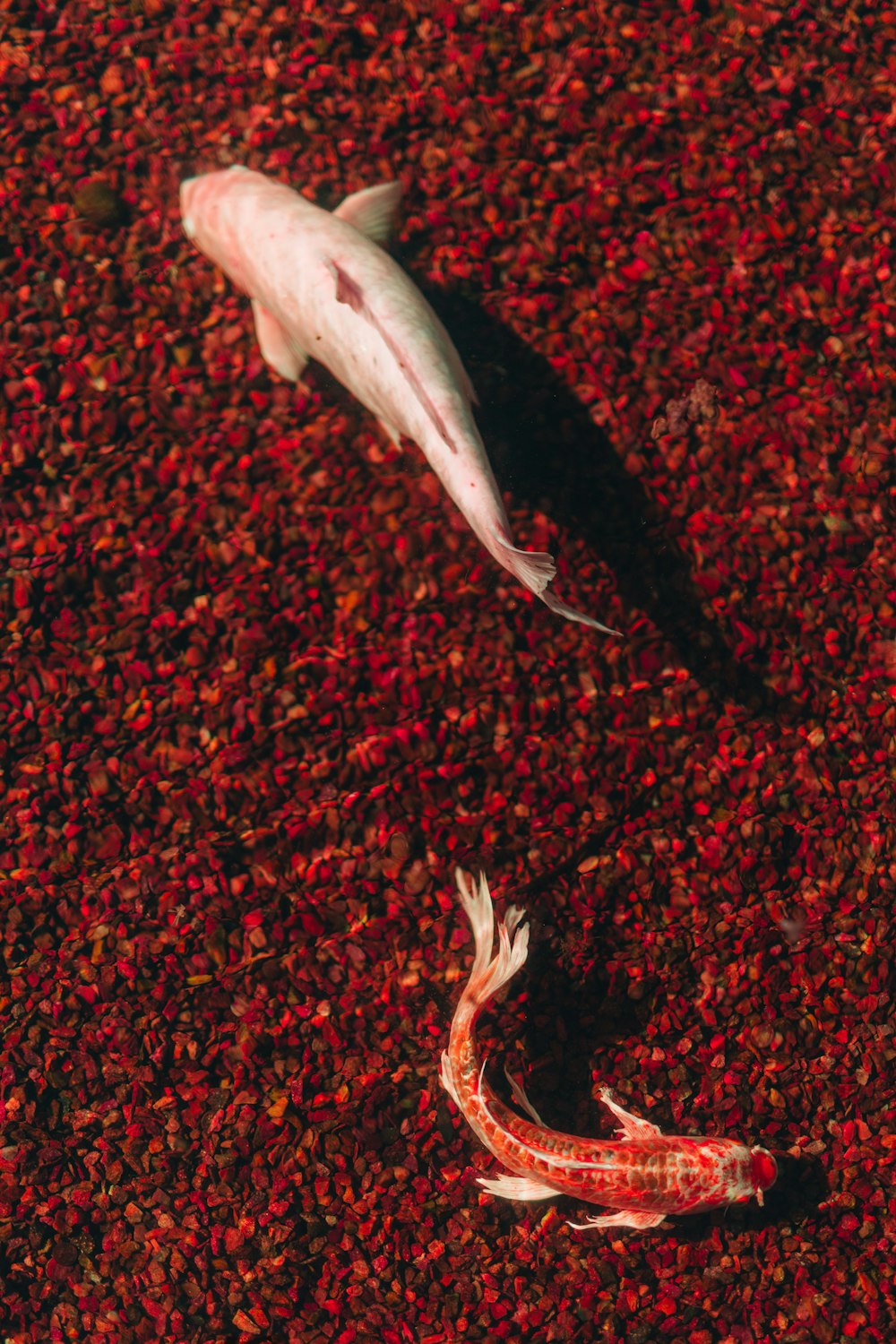 two white and red koi fish in water