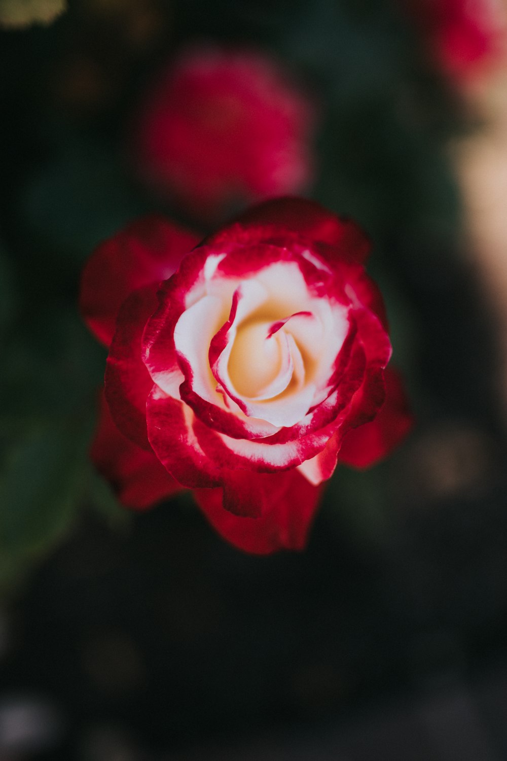 white and red rose