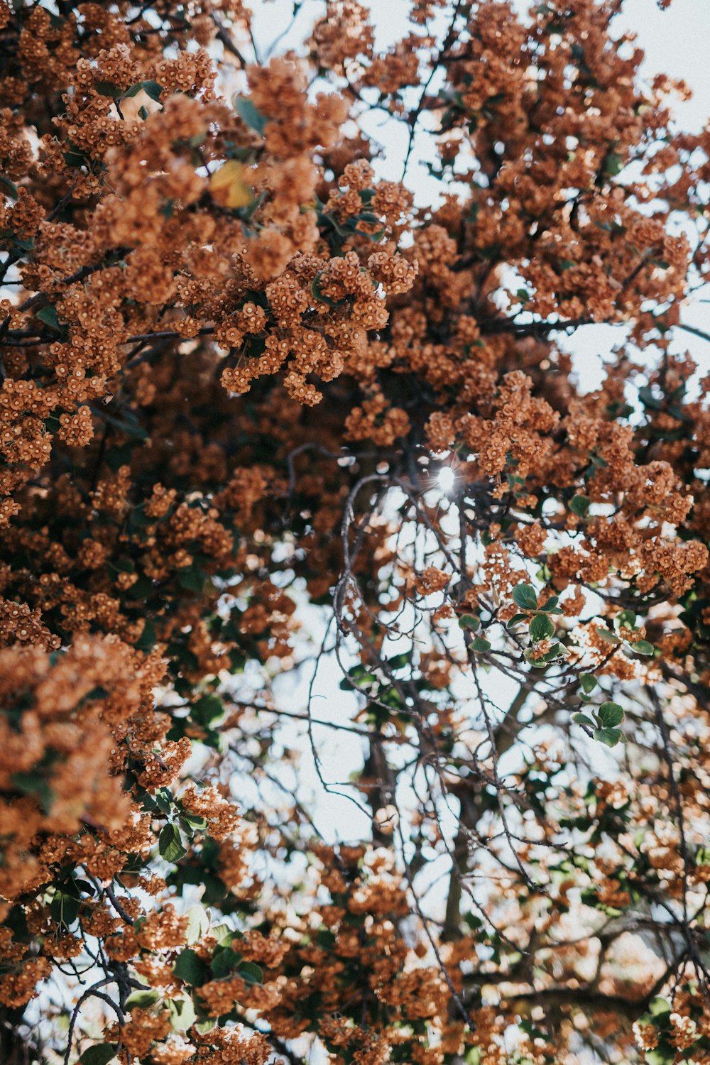 orange petaled flowers