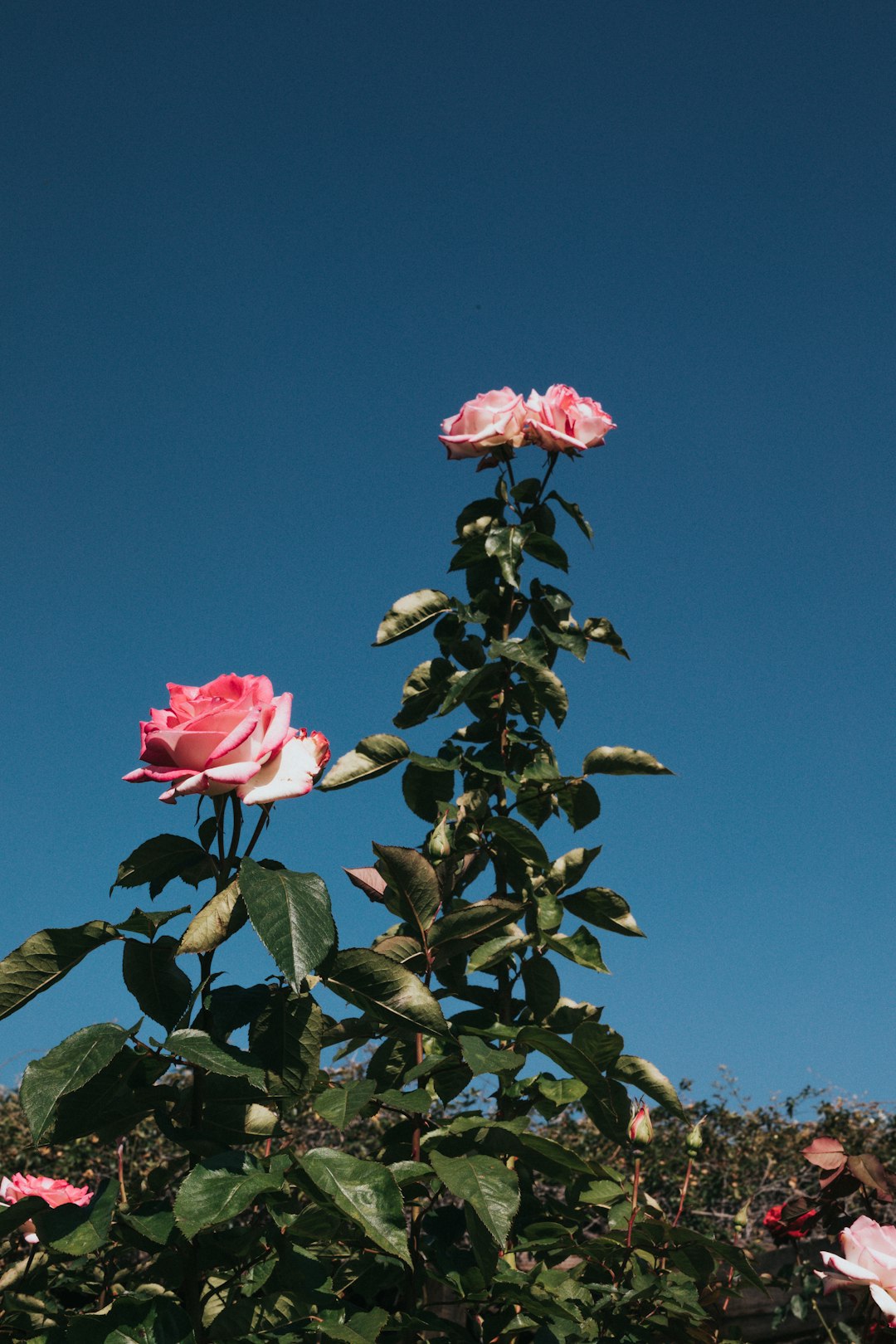 red rose flower during daytime