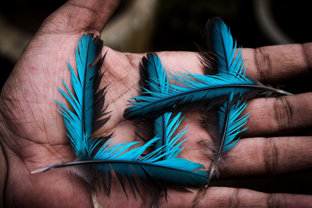 five blue feathers on palm