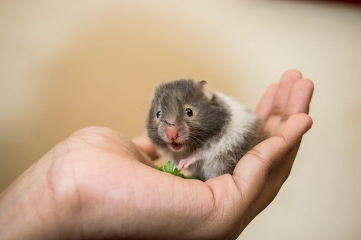 Hamsters: How Not To Get Bitten