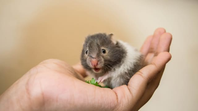 Hamsterkauf