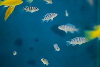 Several small fish swim in a clear blue water environment. The fish vary in coloration with some having vertical stripes, while others are solid yellow. They are scattered throughout the image, creating a natural aquatic scene.