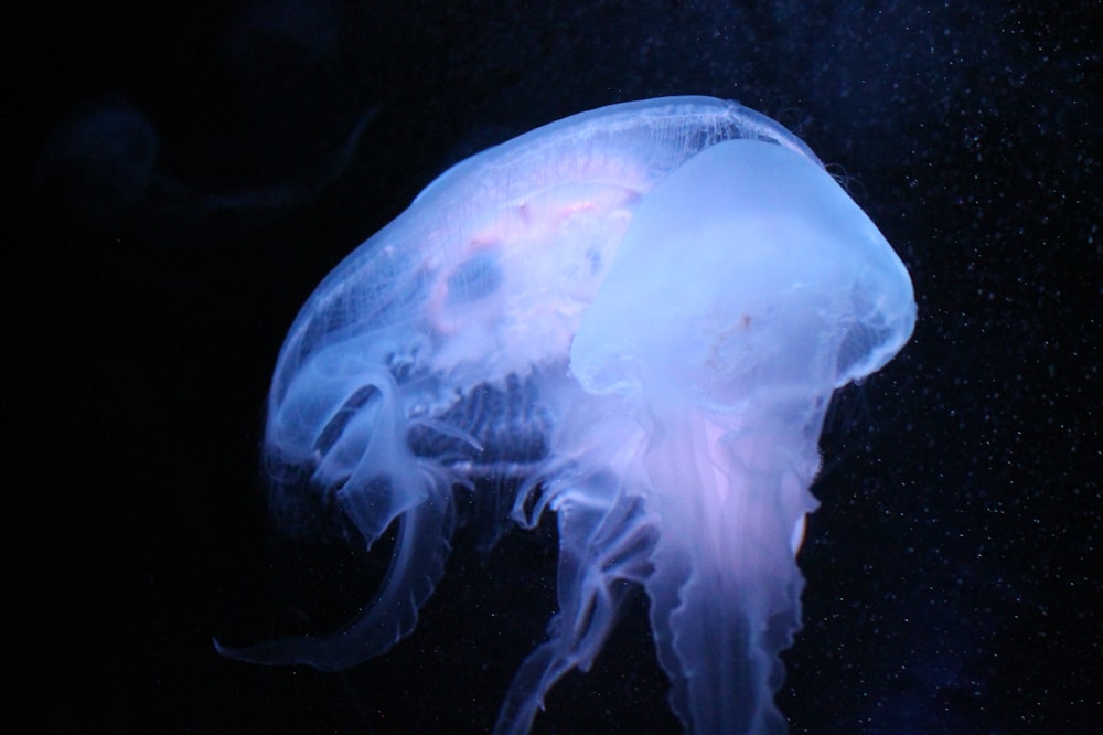 una medusa nadando en el agua por la noche