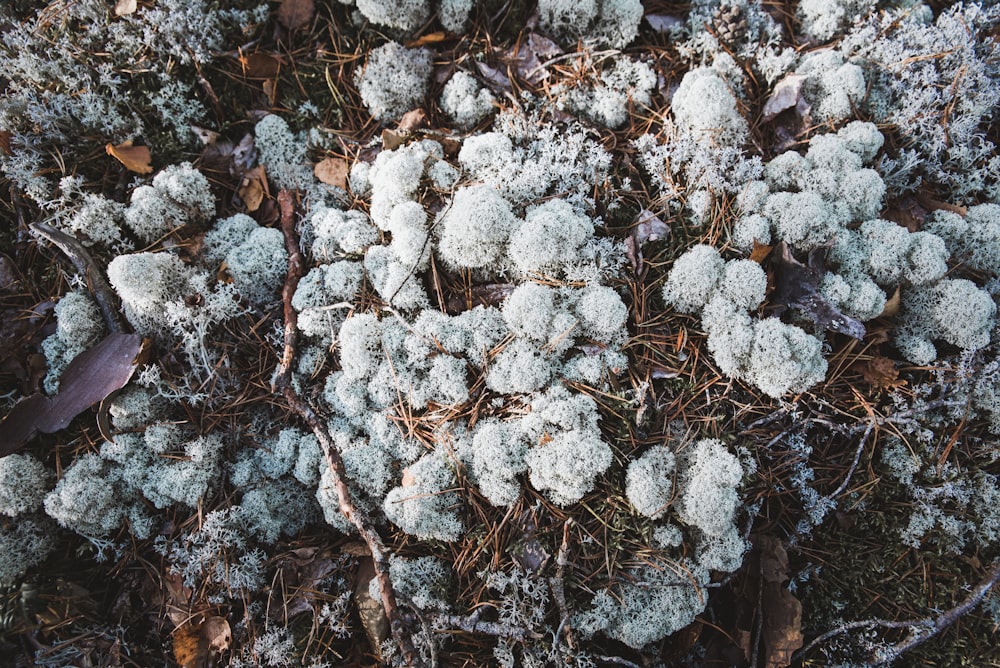 white plant closeup photography