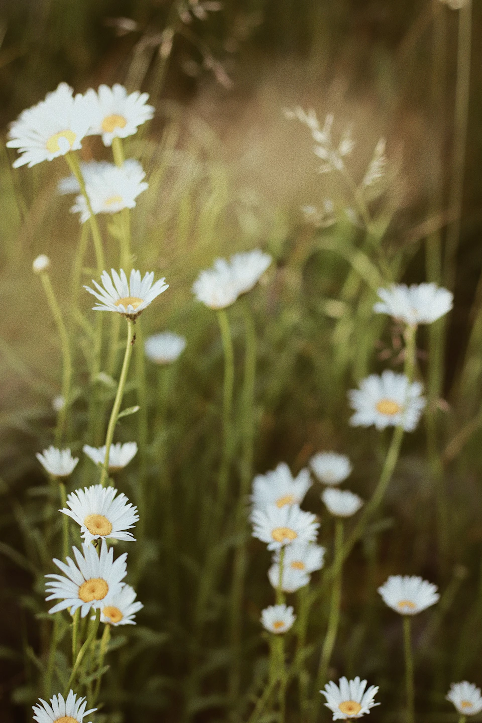 The image depicts a field filled with white daisies, their petals open wide and facing towards the right side of the frame. The daisies are scattered throughout the field, creating a sense of depth and dimension. In the background, tall grasses sway gently in the breeze, adding texture to the scene. The colors in the image are predominantly green and white, with the daisies providing a stark contrast against the verdant backdrop.