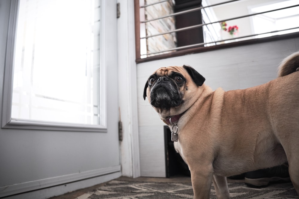 short-coated pawn pug near glass window inside room