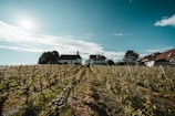 A lush vineyard stretches towards the horizon under a partly cloudy sky. In the background, a white church with a pointed steeple and several houses are visible, surrounded by trees. The scene is bathed in warm sunlight, creating a serene and tranquil atmosphere.