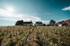 A lush vineyard stretches towards the horizon under a partly cloudy sky. In the background, a white church with a pointed steeple and several houses are visible, surrounded by trees. The scene is bathed in warm sunlight, creating a serene and tranquil atmosphere.
