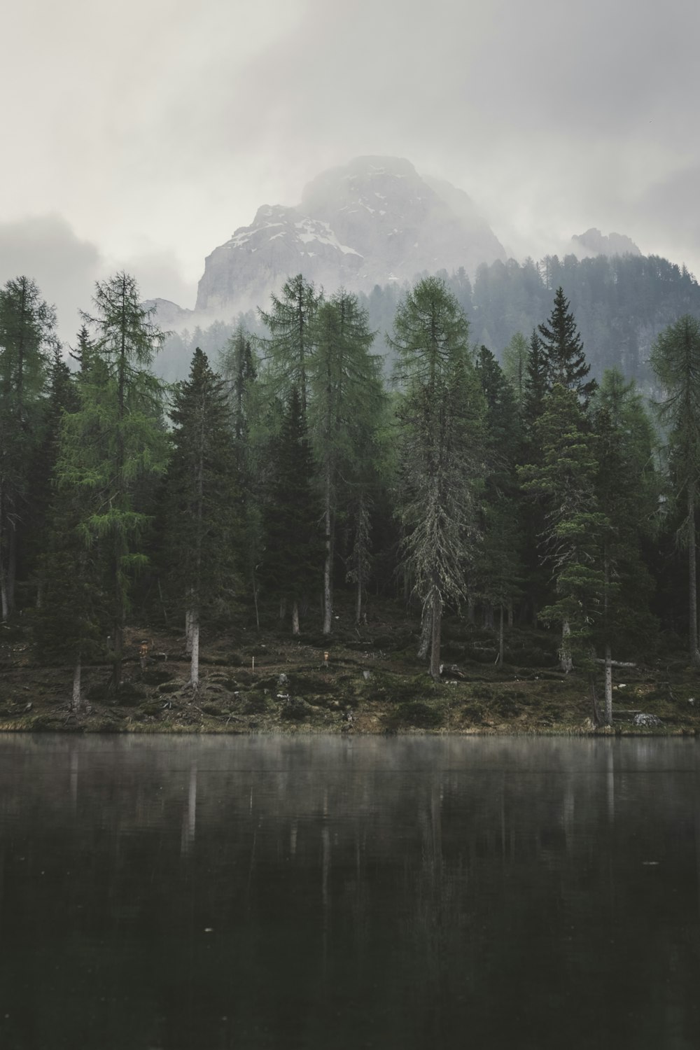 forest beside lake