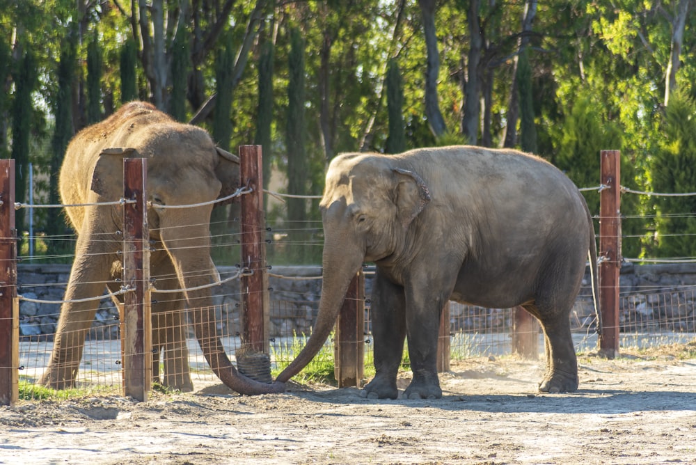 two elephants