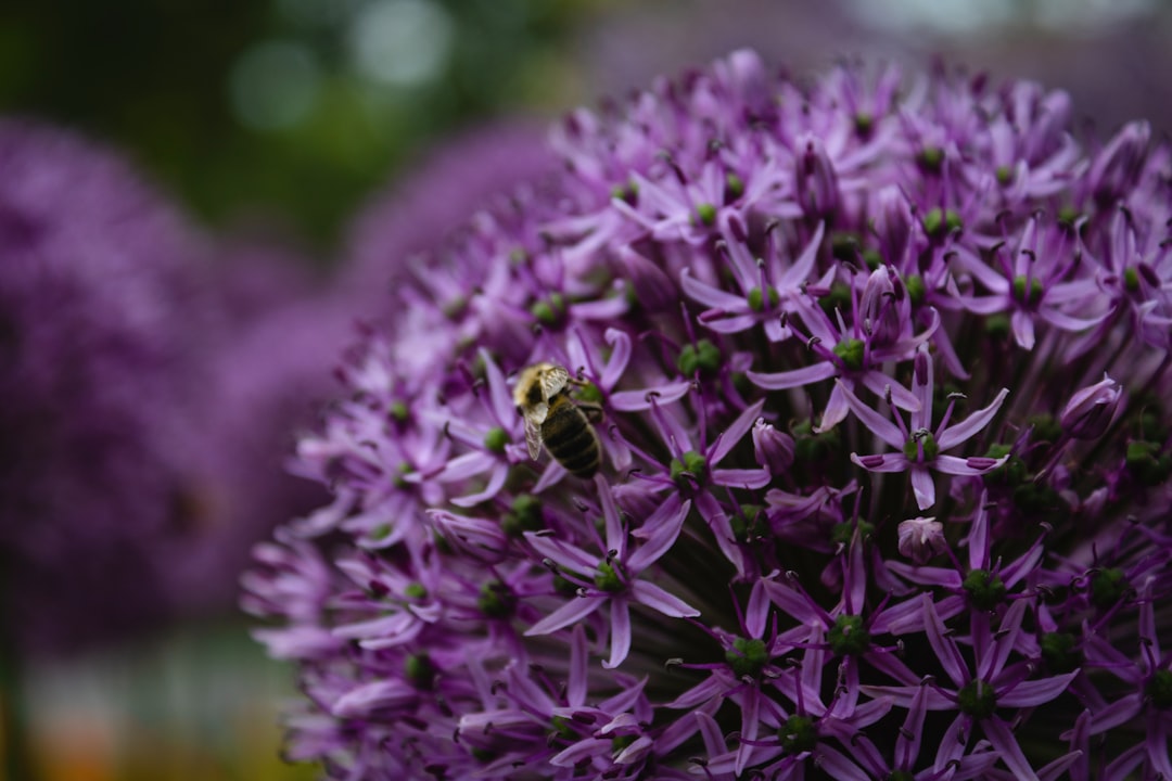 selective focus photography of purple cluster petaled flower