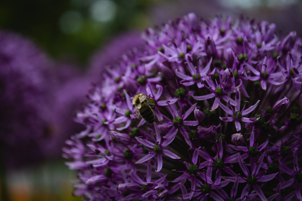 selective focus photography of purple cluster petaled flower