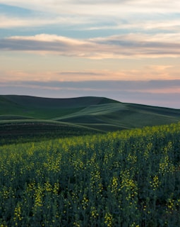Rolling hills of the Guavio region covered with dense coffee plantations at sunset.
