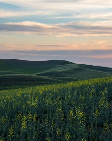 Rolling hills of the Guavio region covered with dense coffee plantations at sunset.