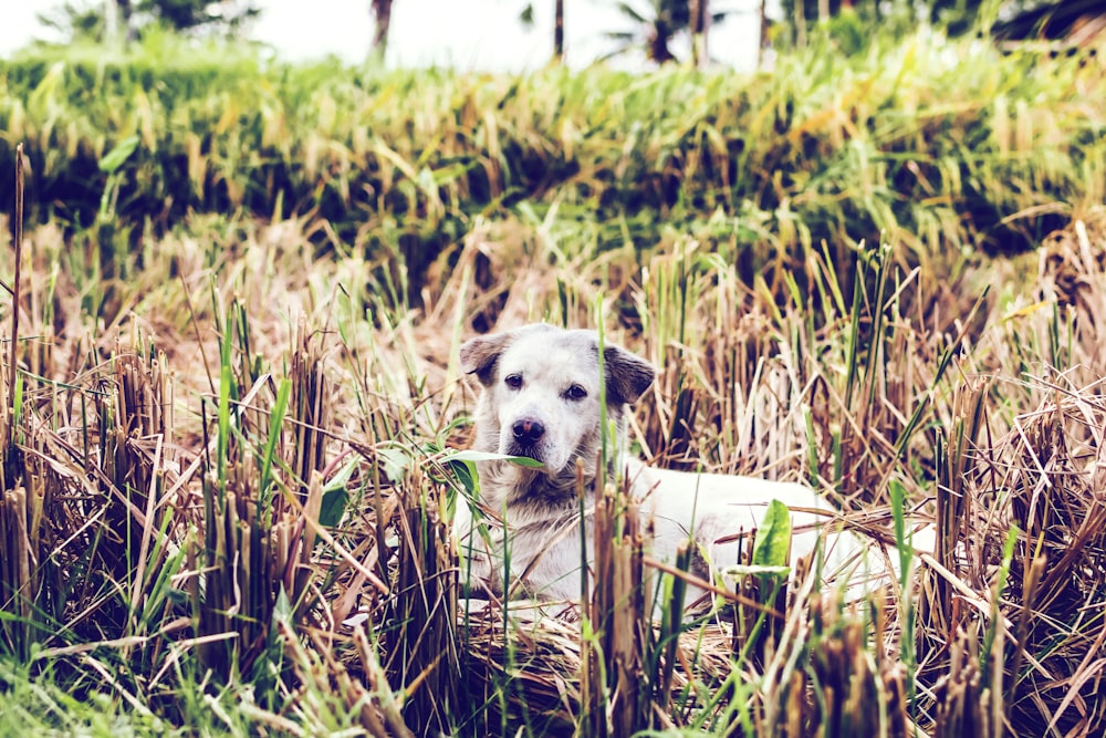 dog lying on brown grass