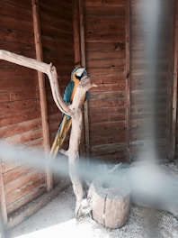 A vibrant sun conure perched on a natural wooden branch inside a cozy aviary.
