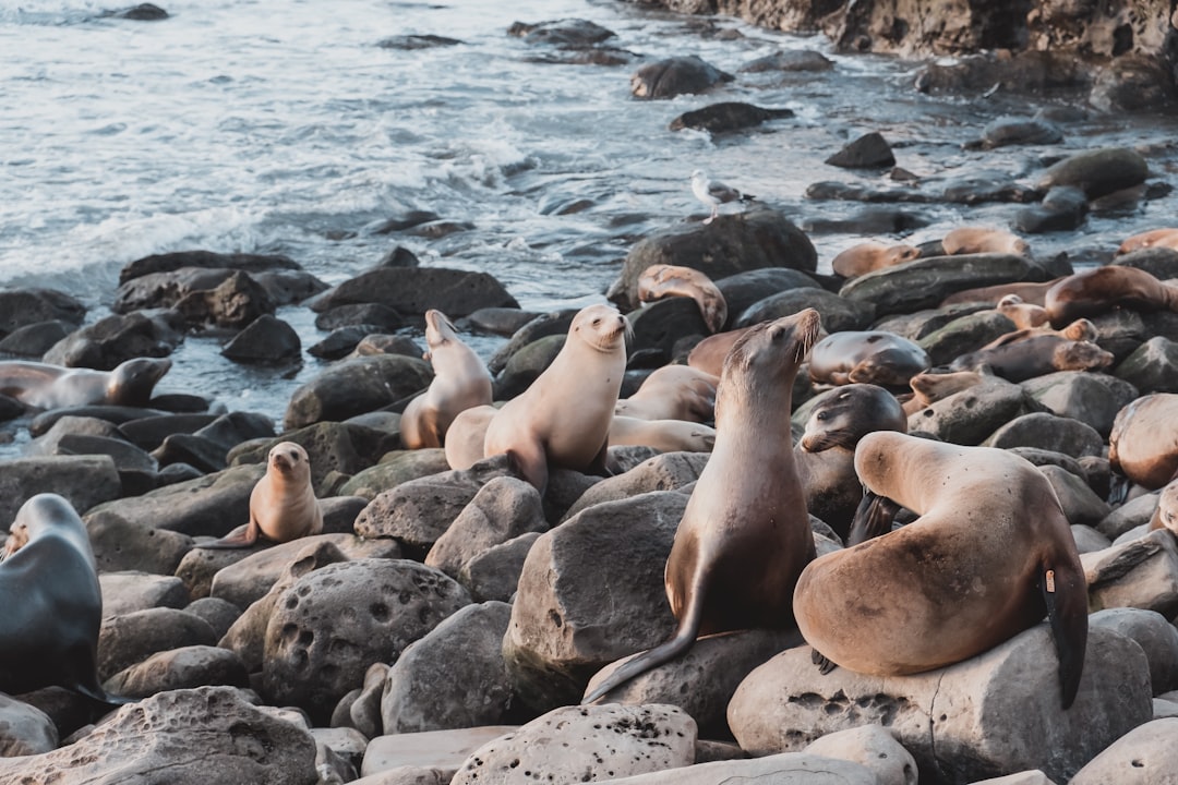 herd of sea lion