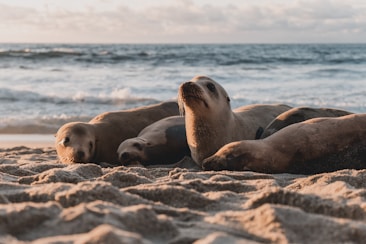 Several sea lions are lounging on a sandy beach with the ocean in the background. The sun casts a warm glow over the scene, highlighting the rough textures of their fur and the sand.