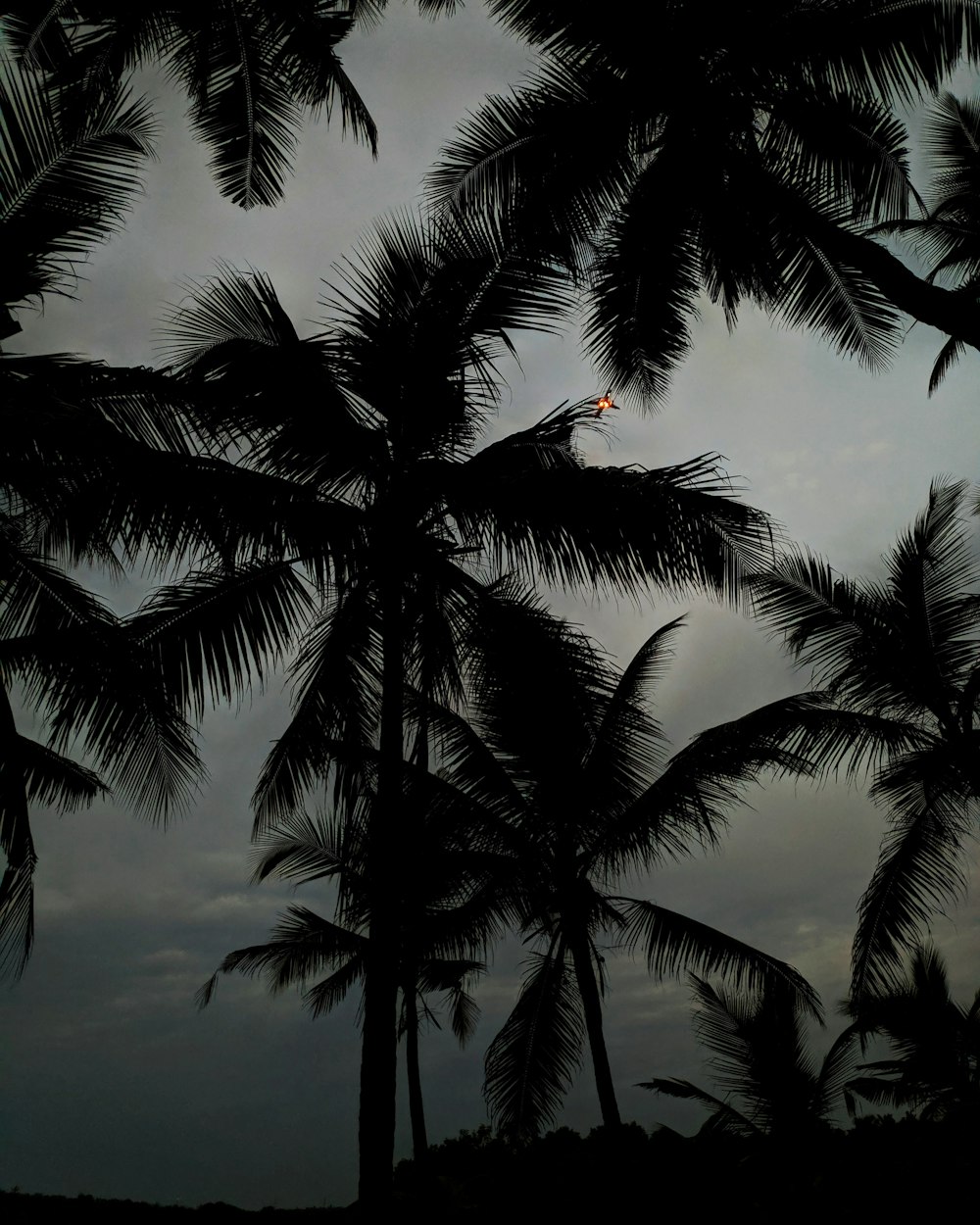 silhouette of coconut palm fronds at dusk