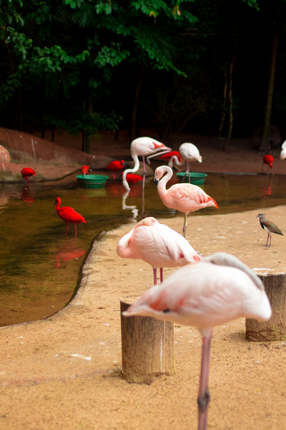 flamingos perto do corpo de água