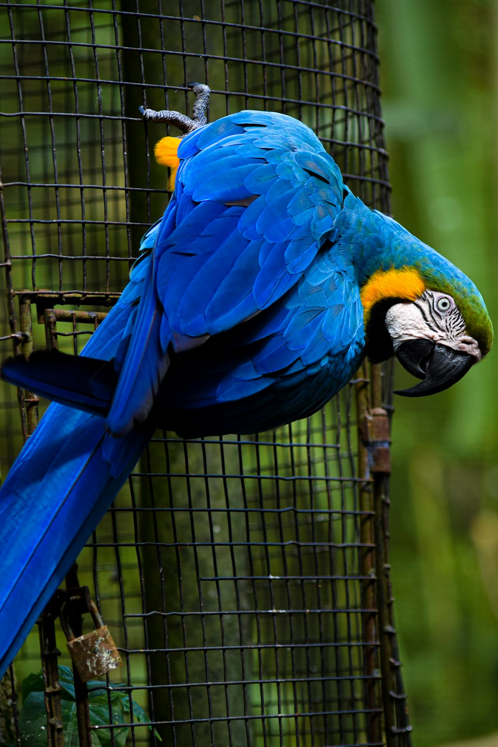 Blauer und gelber Papagei in der Nähe des Käfigs