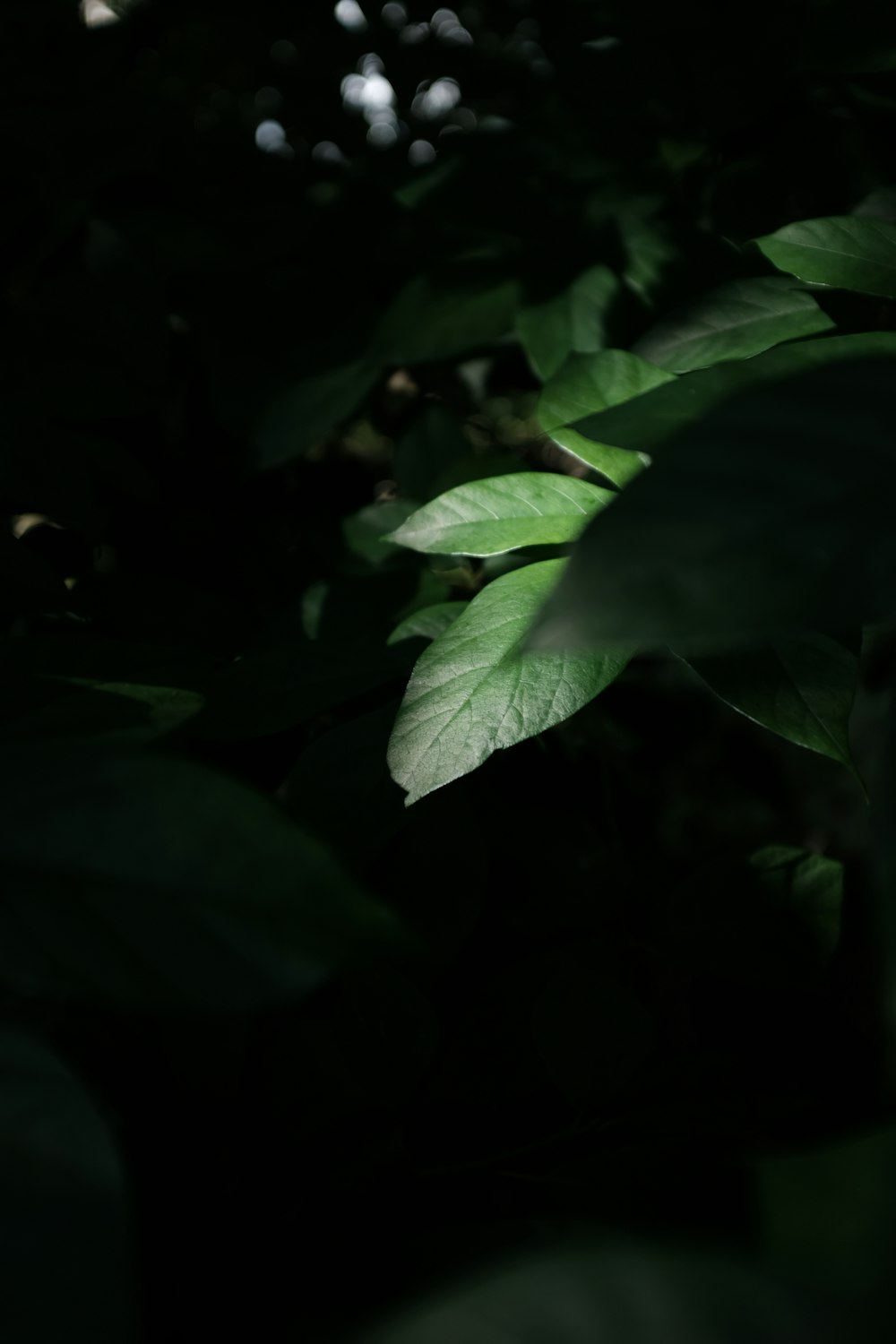 grayscale photo of green leaf